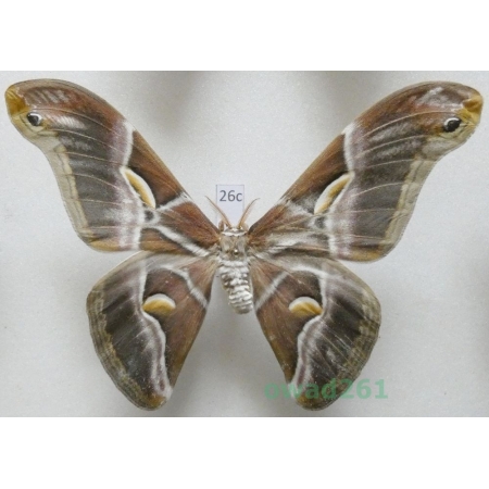 Samia cynthia (Drury, 1773) male ex. ovo India 100mm26c